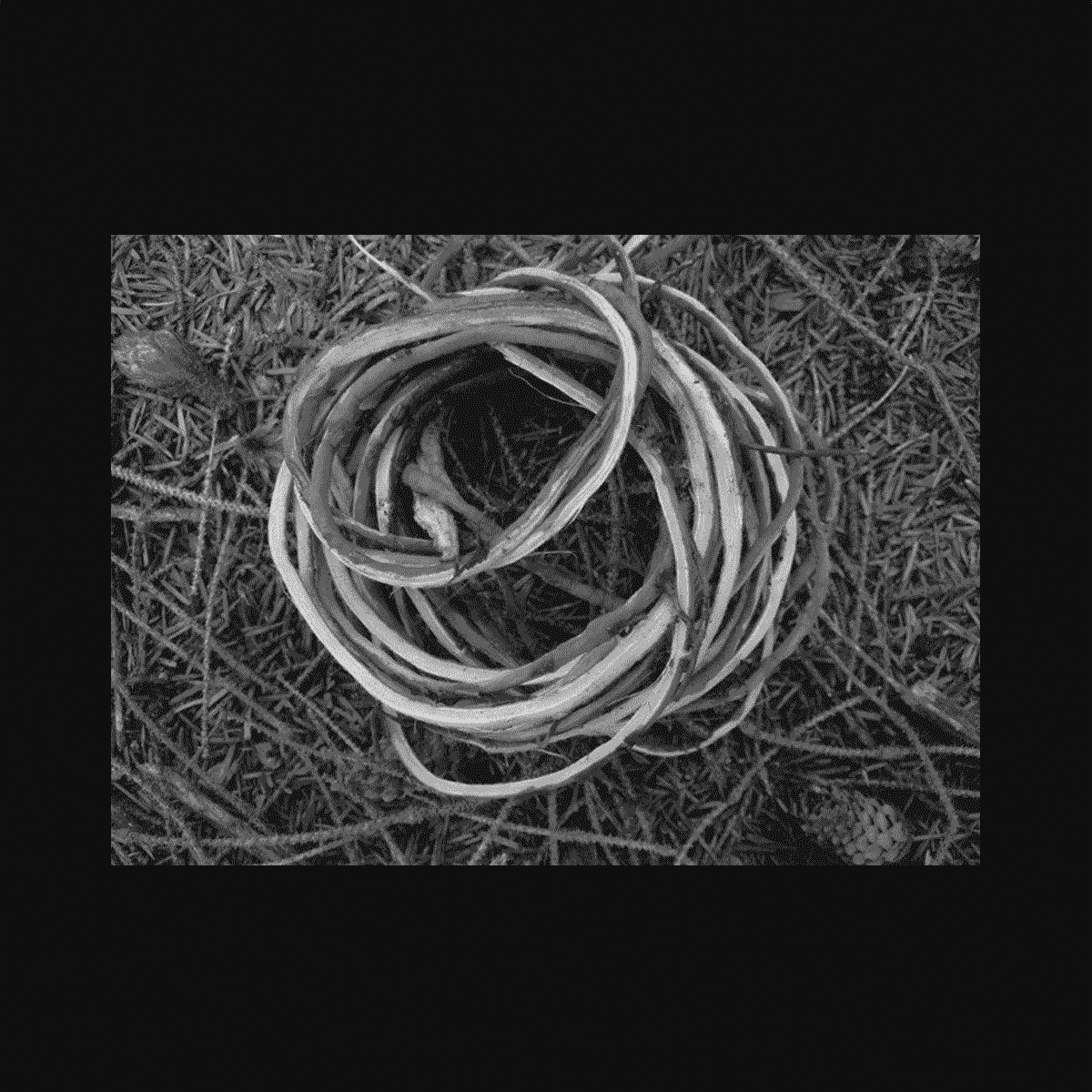 futurprimitiv by Evey Kwong