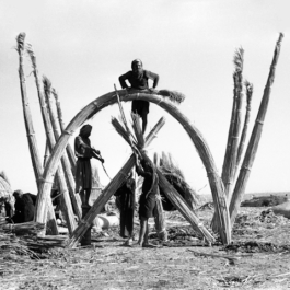  futurprimitiv by Evey Kwong