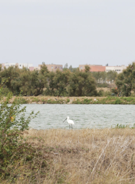 futurprimitiv by Evey Kwong