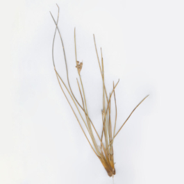  futurprimitiv by Evey Kwong