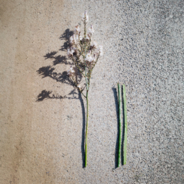 futurprimitiv by Evey Kwong