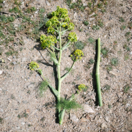 futurprimitiv by Evey Kwong