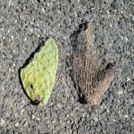 futurprimitiv by Evey Kwong