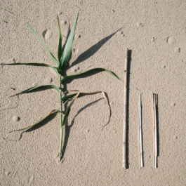 futurprimitiv by Evey Kwong