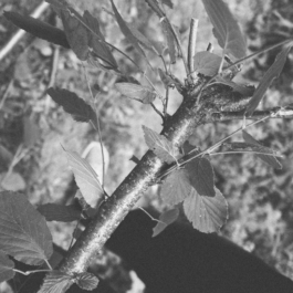 futurprimitiv by Evey Kwong