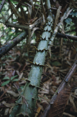  futurprimitiv by Evey Kwong