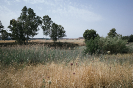 futurprimitiv by Evey Kwong