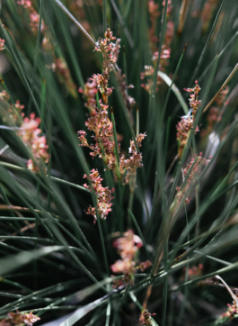 futurprimitiv by Evey Kwong